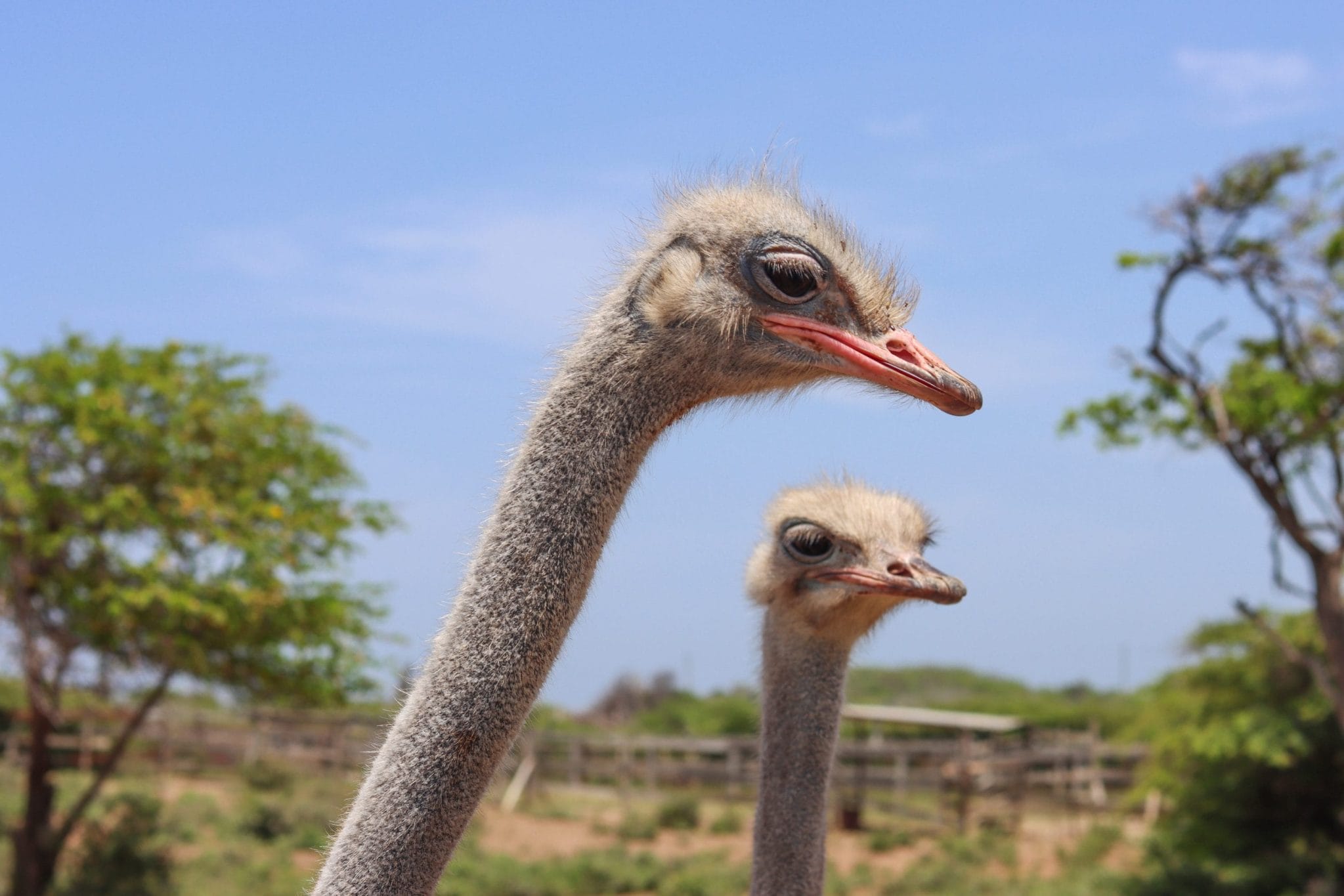 Ostrich farm for Curacao perfect activities for children