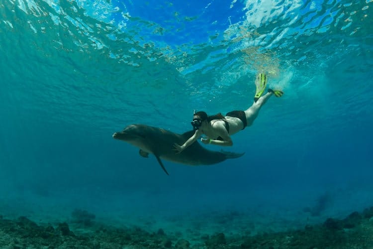 Dolphin Swim in the natural lagoons