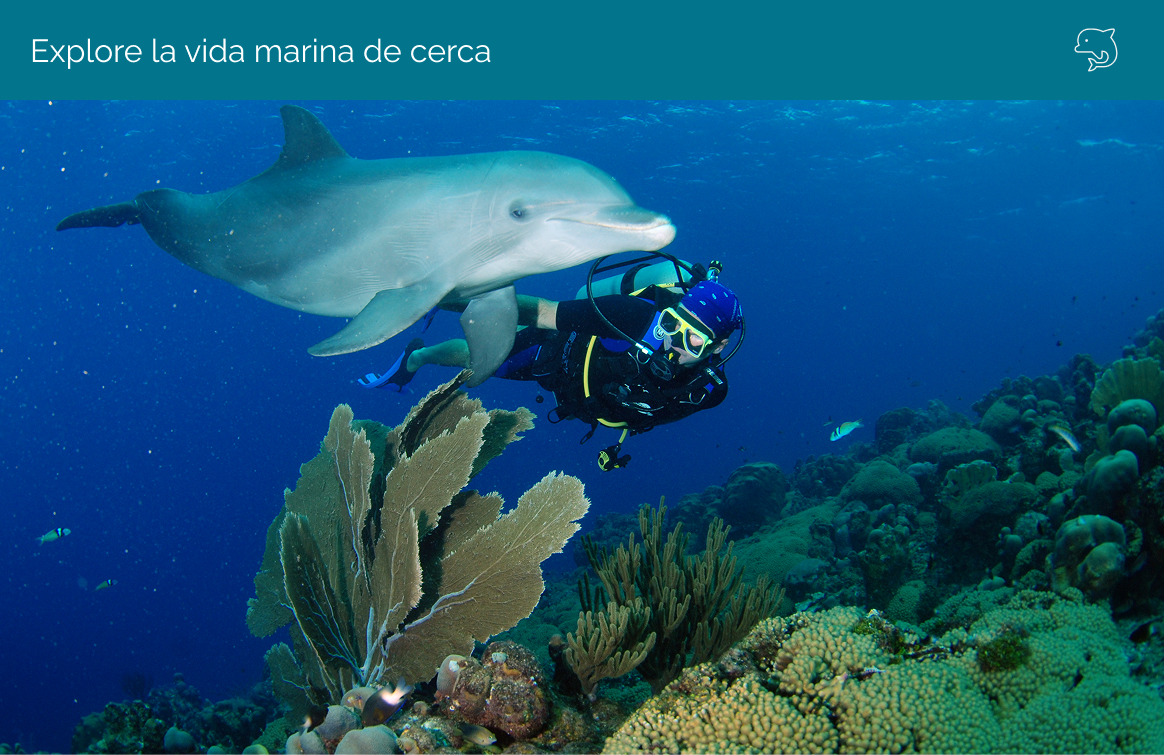 Explore Marine Life Up Close – Spanish