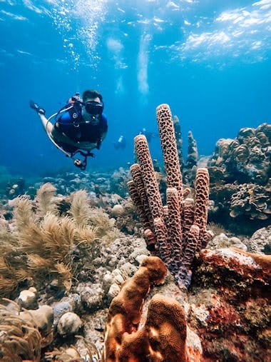 Snorkeling at Ocean Encounters, LionsDive Beach Resort