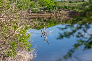 Curacao’s natural beauty: the coast