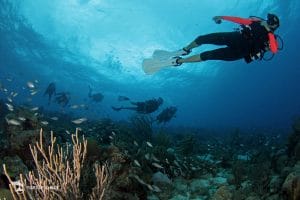 Guía de actividades ecológicas en Curazao