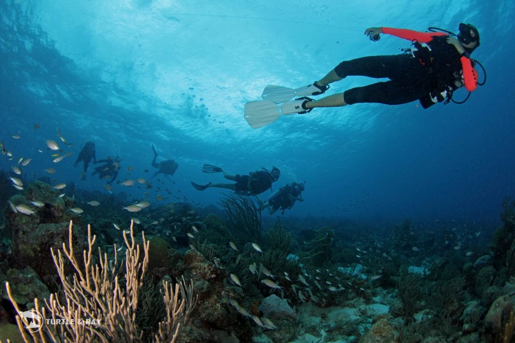 Guide to Eco-Friendly Activities in Curacao
