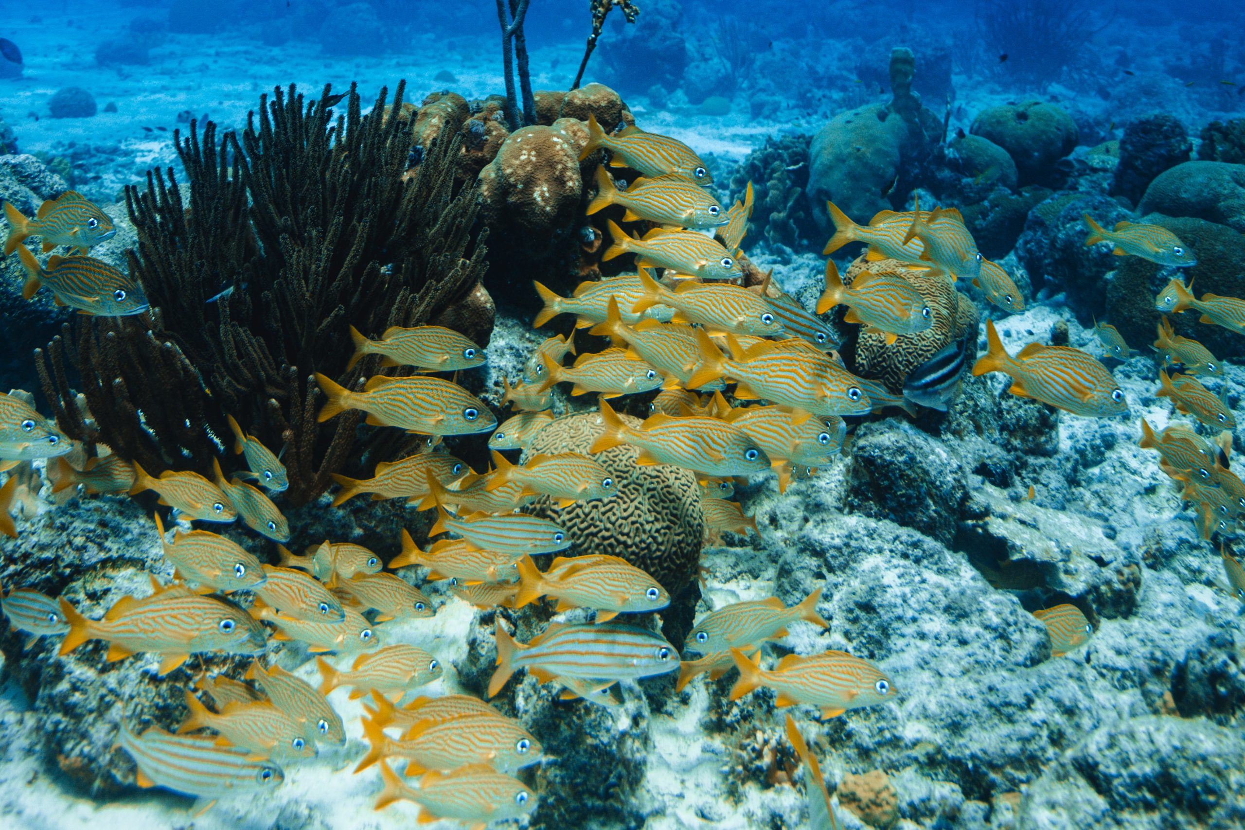 Best Curaçao Scuba Diving