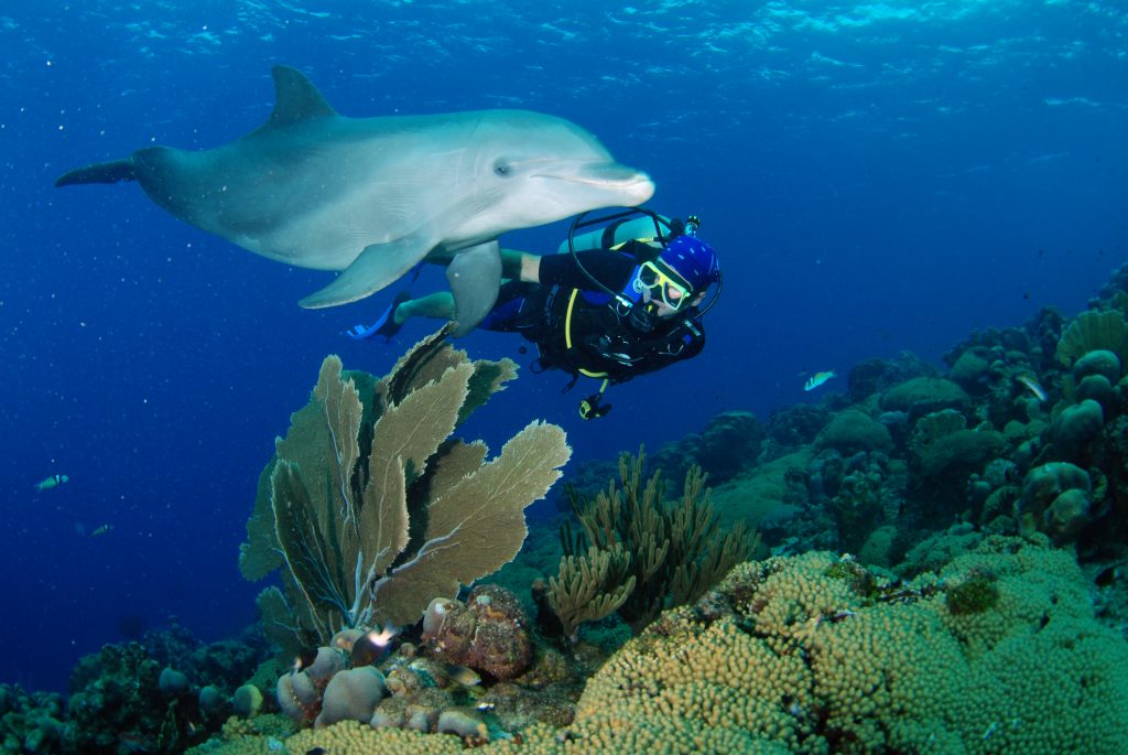 Duikparadijs LionsDive Beach Resort