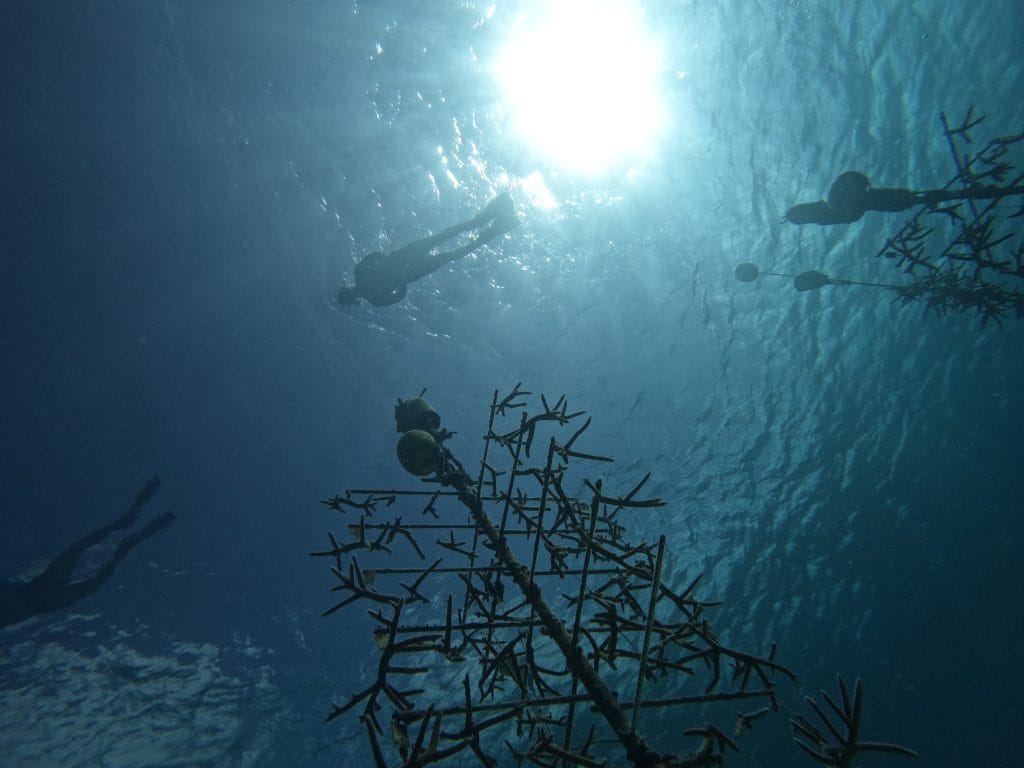 Vivero de coral en Reef Renewal Curaçao ayudando a restaurar los ecosistemas marinos