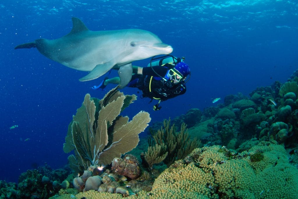 Explore arrecifes de coral desde Chicago hasta Curazao