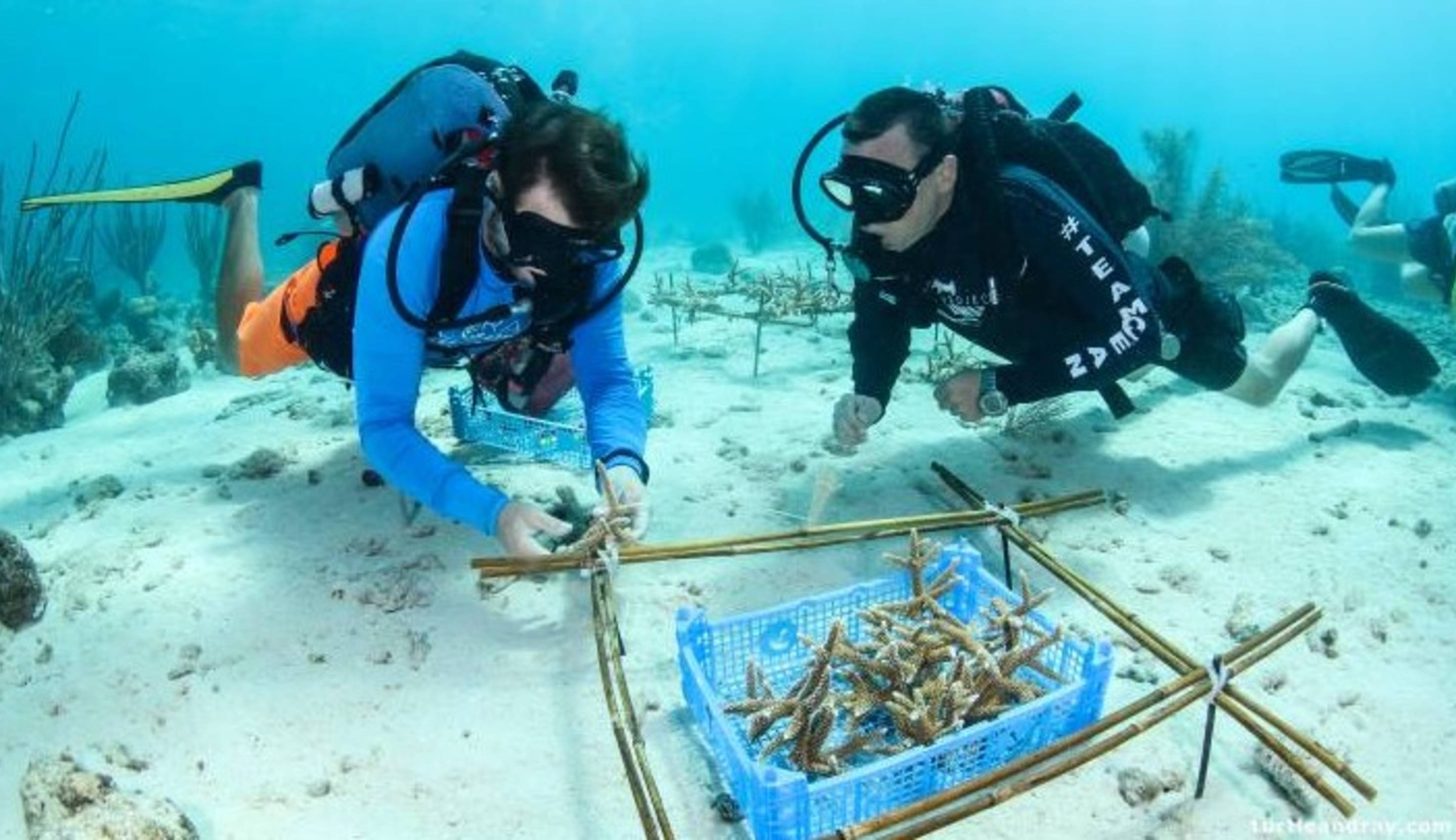 Scuba Diving off the coast of Mambo Beach