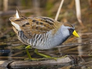 Great Sora birdwatching in Curacao