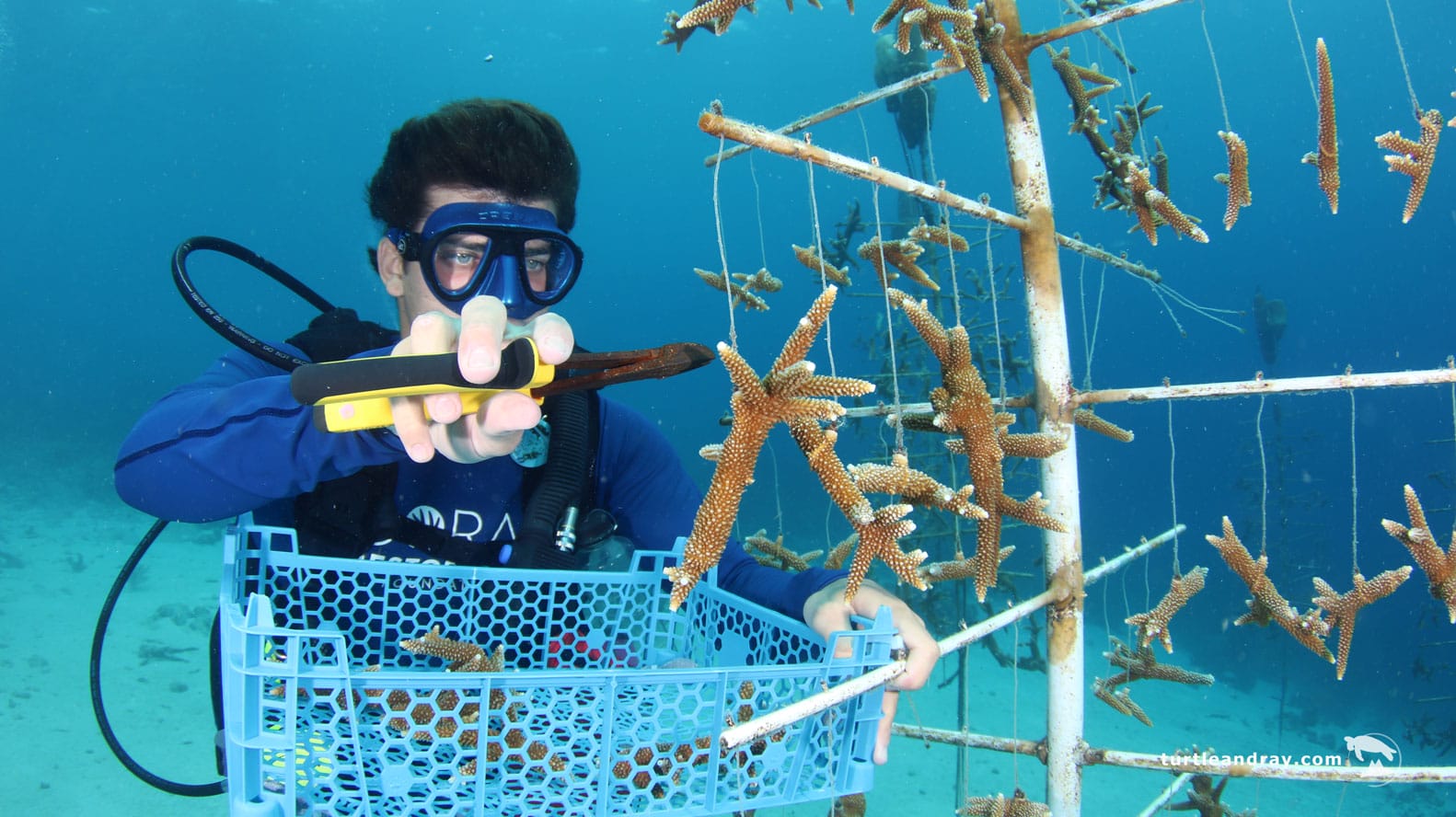 Gast spaziert am Strand im LionsDive Beach Resort während der Trockenzeit auf Curacao